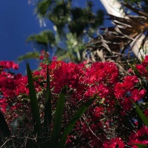 Meet your Posher, Simone